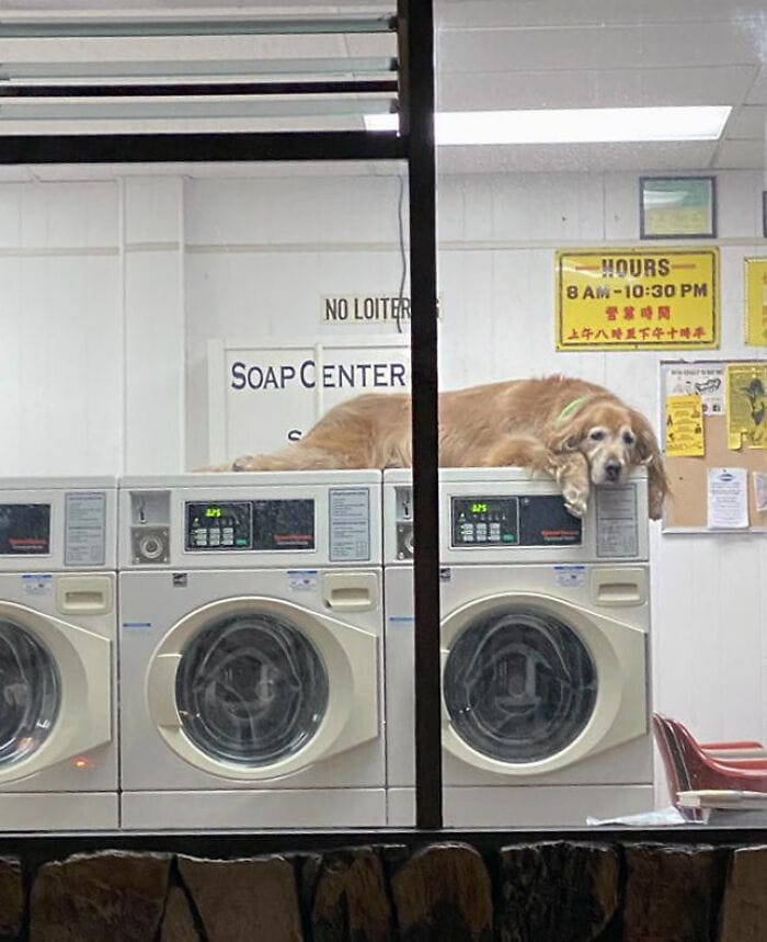 Waiting For His Owner To Be Done With The Laundry Like A Good Boy