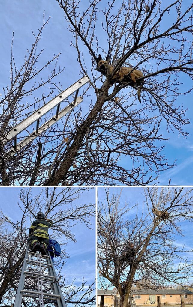 Well, Definitely Not A Cat In A Tree. Caldwell Fire And Caldwell Police Responded To A Dog Stuck In A Tree, This Afternoon. After Much Coaxing, The Canine Was Brought Safely To The Ground