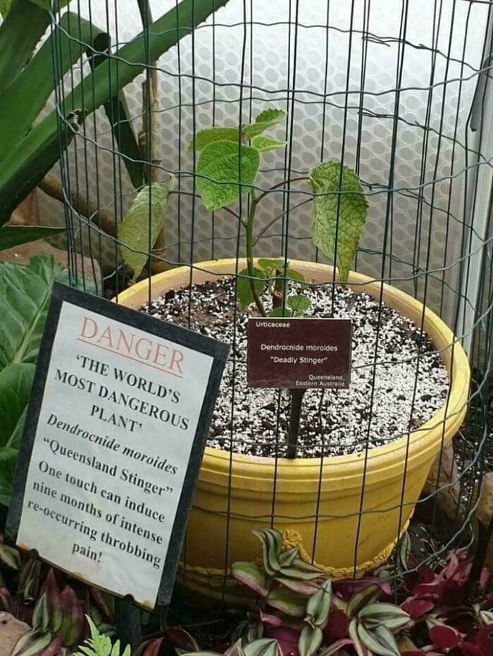 Only In Australia: A Plant That Can Cause Severe Pains For Over A Year!!