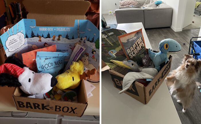 Your Dog's About To Be More Excited Than A Squirrel At A Nut Factory! The Barkbox Is Packed With Goodies For Your Goodest Boy Or Girl