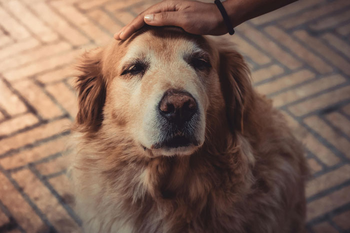 Woman Is Horrified Brother Wants To Take Dog On His Fishing Trip, Runs Away To Fiancé With It