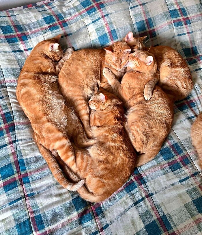 For Valentine's Day, My Babies Snuggled Into The Shape Of A Heart (Kind Of). I Couldn’t Take The Adorableness