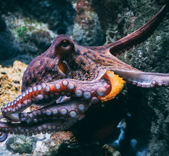 Octopuses have been spotted joining forces with other fish to lead multi-species hunting teams